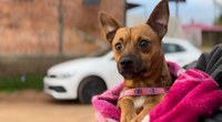 Prefeitura de Bagé ultrapassa 3 mil castrações de cães e gatos