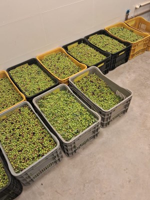 Abertura oficial da colheita da azeitona acontece no dia 18 de março