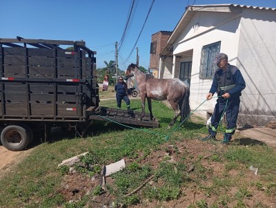 Agentes de Fiscalização de Trânsito recolhem dois cavalos soltos no bairro São Judas Tadeu