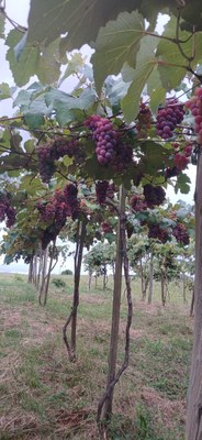 Bagé realiza 6ª Feira de Uvas e Sucos Orgânicos