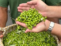 Bagé tem primeira abertura oficial da colheita de azeitona