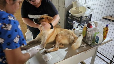 Castramóvel volta a operar em Bagé com atendimento gratuito