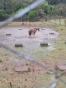 Prefeitura alerta que animais não podem ficar presos sem abrigo em dias de chuva