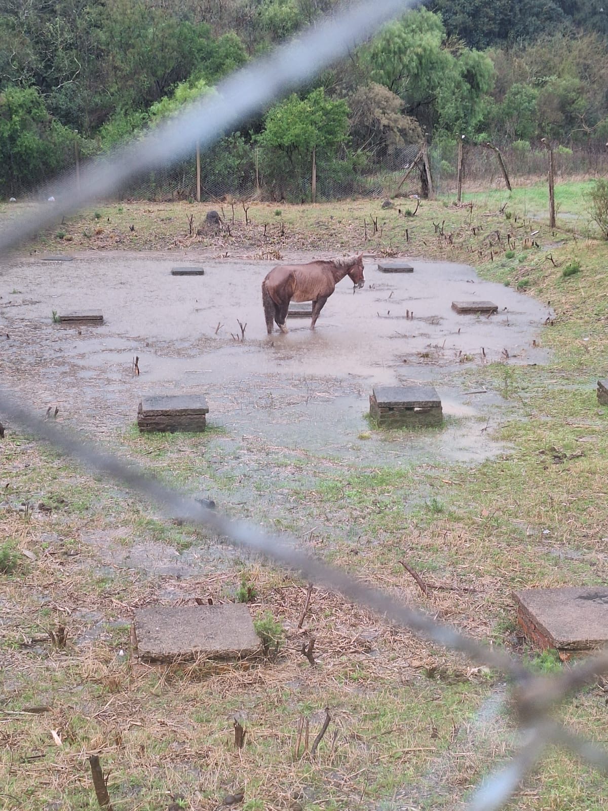 Prefeitura alerta que animais não podem ficar presos sem abrigo em dias de chuva