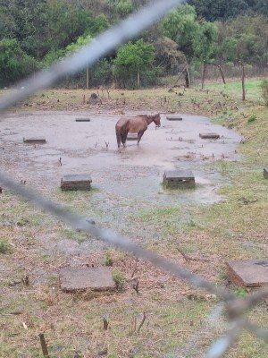 Prefeitura alerta que animais não podem ficar presos sem abrigo em dias de chuva