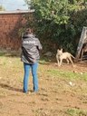 Prefeitura intensifica ações de combate aos maus-tratos contra animais em Bagé