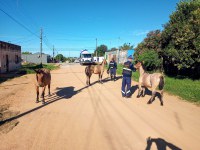 Secretaria de Segurança intensifica apreensão de equinos soltos em vias